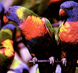 Birds